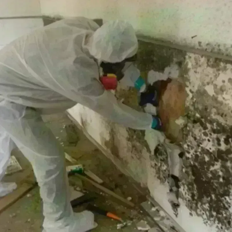 Mold Remediation and Removal in Chebanse, IL